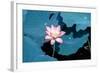 Lotus Flower Blooming on Pond-Wu Kailiang-Framed Photographic Print