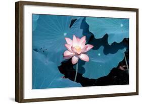 Lotus Flower Blooming on Pond-Wu Kailiang-Framed Photographic Print