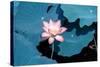 Lotus Flower Blooming on Pond-Wu Kailiang-Stretched Canvas