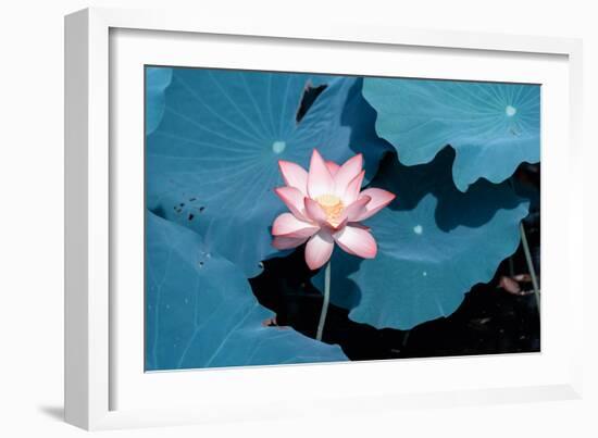 Lotus Flower Blooming on Pond-Wu Kailiang-Framed Photographic Print