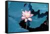 Lotus Flower Blooming on Pond-Wu Kailiang-Framed Stretched Canvas