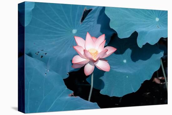 Lotus Flower Blooming on Pond-Wu Kailiang-Stretched Canvas