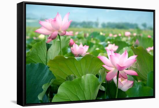 Lotus Flower Blossom-videowokart-Framed Stretched Canvas