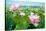 Lotus Flower Blossom-videowokart-Stretched Canvas