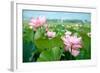 Lotus Flower Blossom-videowokart-Framed Art Print