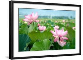 Lotus Flower Blossom-videowokart-Framed Art Print