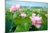 Lotus Flower Blossom-videowokart-Mounted Art Print