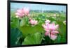 Lotus Flower Blossom-videowokart-Framed Art Print