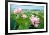 Lotus Flower Blossom-videowokart-Framed Art Print