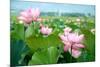Lotus Flower Blossom-videowokart-Mounted Art Print