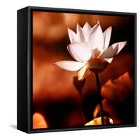 Lotus Flower Blossom-Liang Zhang-Framed Stretched Canvas