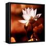 Lotus Flower Blossom-Liang Zhang-Framed Stretched Canvas