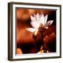 Lotus Flower Blossom-Liang Zhang-Framed Premium Photographic Print