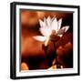 Lotus Flower Blossom-Liang Zhang-Framed Premium Photographic Print