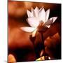 Lotus Flower Blossom-Liang Zhang-Mounted Premium Photographic Print