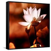 Lotus Flower Blossom-Liang Zhang-Framed Stretched Canvas