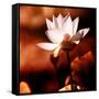 Lotus Flower Blossom-Liang Zhang-Framed Stretched Canvas