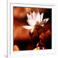 Lotus Flower Blossom-Liang Zhang-Framed Photographic Print