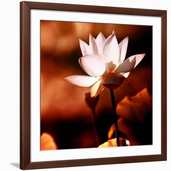 Lotus Flower Blossom-Liang Zhang-Framed Photographic Print