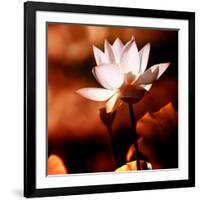 Lotus Flower Blossom-Liang Zhang-Framed Photographic Print