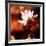 Lotus Flower Blossom-Liang Zhang-Framed Photographic Print