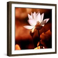 Lotus Flower Blossom-Liang Zhang-Framed Photographic Print