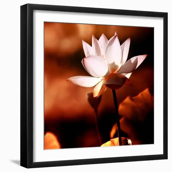 Lotus Flower Blossom-Liang Zhang-Framed Photographic Print