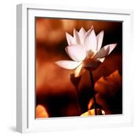 Lotus Flower Blossom-Liang Zhang-Framed Photographic Print