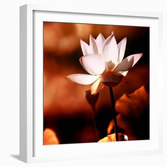 Lotus Flower Blossom-Liang Zhang-Framed Photographic Print