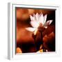 Lotus Flower Blossom-Liang Zhang-Framed Photographic Print