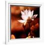 Lotus Flower Blossom-Liang Zhang-Framed Photographic Print