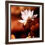 Lotus Flower Blossom-Liang Zhang-Framed Photographic Print