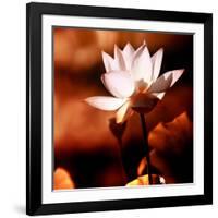 Lotus Flower Blossom-Liang Zhang-Framed Photographic Print