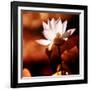 Lotus Flower Blossom-Liang Zhang-Framed Photographic Print