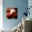 Lotus Flower Blossom-Liang Zhang-Mounted Photographic Print displayed on a wall