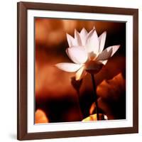 Lotus Flower Blossom-Liang Zhang-Framed Photographic Print