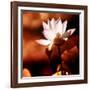 Lotus Flower Blossom-Liang Zhang-Framed Photographic Print