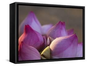 Lotus Flower Bud, Thailand-Keren Su-Framed Stretched Canvas