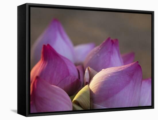 Lotus Flower Bud, Thailand-Keren Su-Framed Stretched Canvas