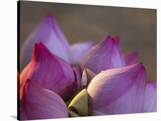 Lotus Flower Bud, Thailand-Keren Su-Stretched Canvas