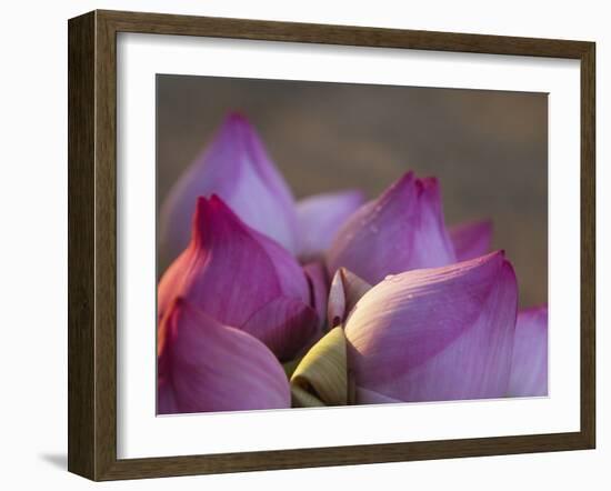 Lotus Flower Bud, Thailand-Keren Su-Framed Premium Photographic Print