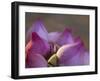 Lotus Flower Bud, Thailand-Keren Su-Framed Premium Photographic Print