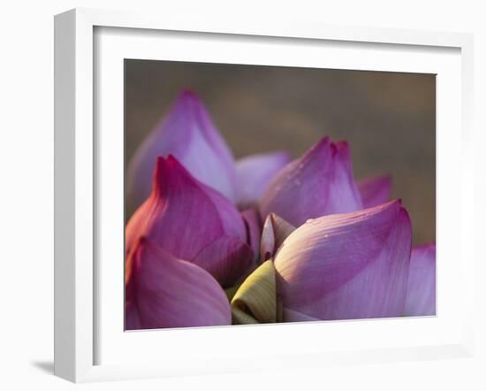 Lotus Flower Bud, Thailand-Keren Su-Framed Premium Photographic Print