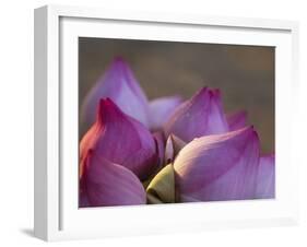 Lotus Flower Bud, Thailand-Keren Su-Framed Premium Photographic Print