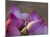 Lotus Flower Bud, Thailand-Keren Su-Mounted Premium Photographic Print