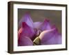 Lotus Flower Bud, Thailand-Keren Su-Framed Photographic Print