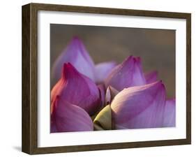 Lotus Flower Bud, Thailand-Keren Su-Framed Photographic Print