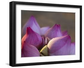 Lotus Flower Bud, Thailand-Keren Su-Framed Photographic Print