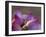 Lotus Flower Bud, Thailand-Keren Su-Framed Photographic Print