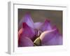 Lotus Flower Bud, Thailand-Keren Su-Framed Photographic Print